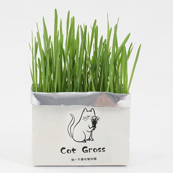 علف گربه مدل Catgrass