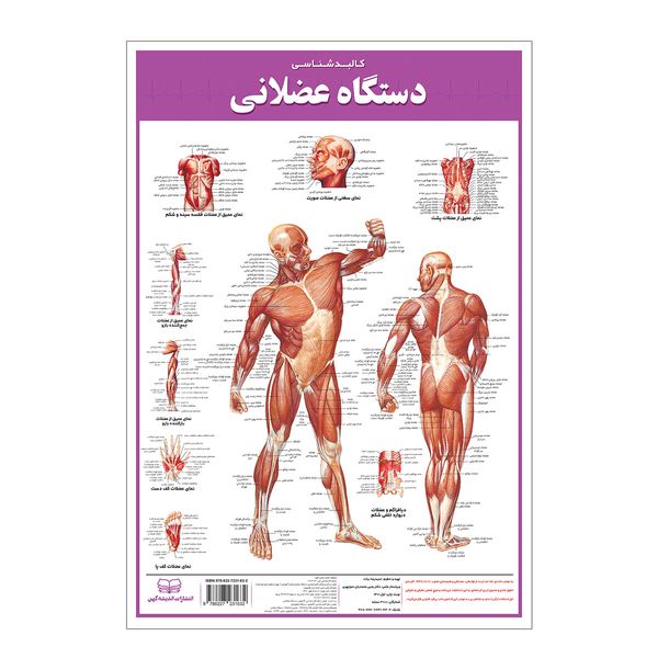پوستر آموزشی انتشارات اندیشه کهن مدل کالبدشناسی دستگاه عضلانی کد 35-50-5