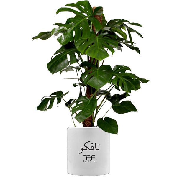 گیاه طبیعی مانسترا تافکو مدل پنجه شیری کد 3x