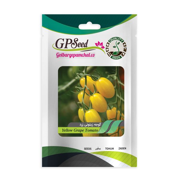بذر گوجه زیتونی زرد جی پی سید مدل GP24124