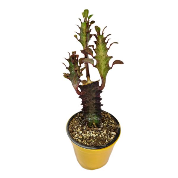گیاه طبیعی کاکتوس افوربیا مدل 05