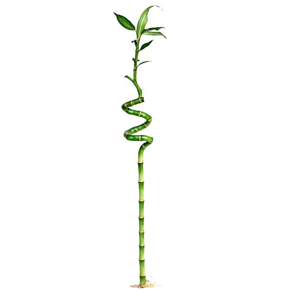 گیاه طبیعی بامبو مدل جوانه دار مدل 80
