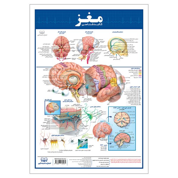پوستر آموزشی انتشارات اندیشه کهن مدل کالبدشناسی مغز کد 35-50-2