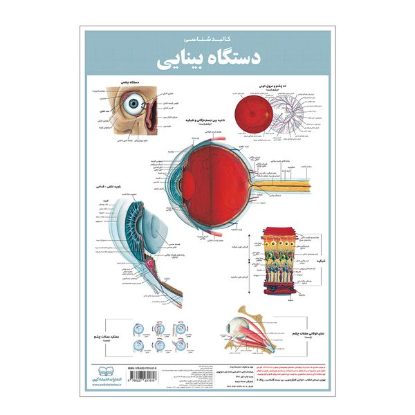 پوستر آموزشی انتشارات اندیشه کهن مدل کالبدشناسی دستگاه بینایی کد 35-50