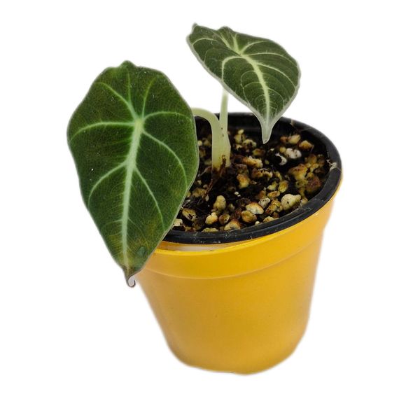 گیاه طبیعی آلوکازیا بلک ولوت مدل 05